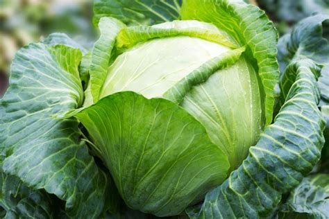 Gros plan sur une pomme de chou cabus mûre