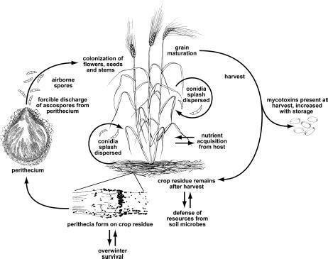 Schéma illustrant le cycle de vie de Fusarium graminearum sur une parcelle de céréales