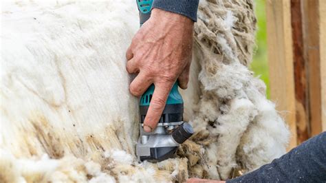 Tondeur de moutons professionnel en pleine action lors d'une séance de tonte