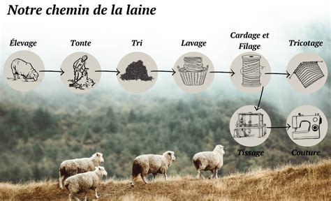 Infographie sur le circuit de la laine, de l'élevage à la filature