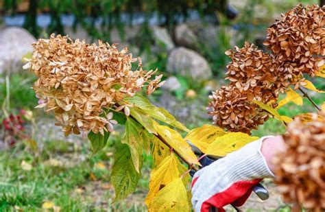Hortensia macrophylla avec des fleurs fanées