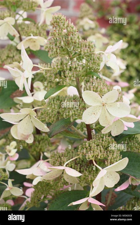 Hortensia paniculata en fin de floraison