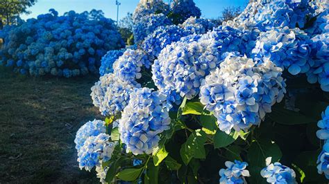 Hortensia aux couleurs bleues