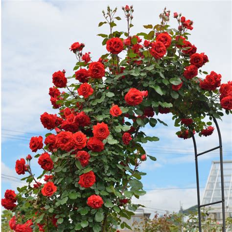 Un rosier grimpant rouge en pleine floraison sur une tonnelle en bois