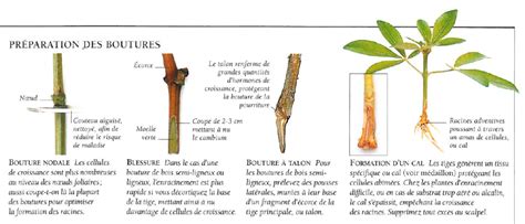 Illustration montrant les différents types de boutures : tige, feuille et racine