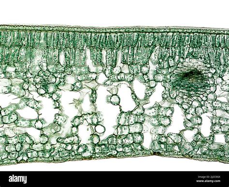 Schéma illustrant la coupe nette d'une feuille de succulente à sa base