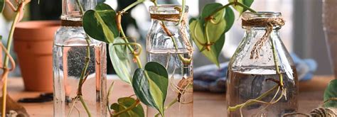 Boutures de plantes en verre d'eau montrant le développement racinaire