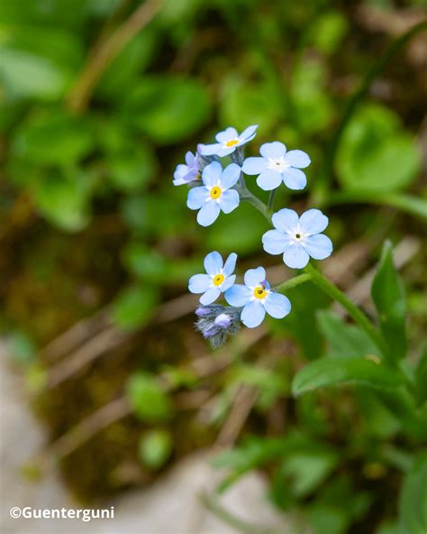 Myosotis alpestris en fleur dans un environnement rocheux