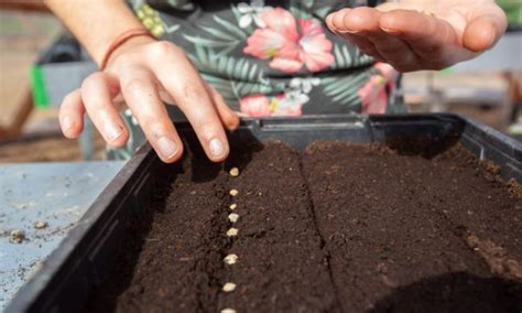 Illustration d'un semis de myosotis en caissette