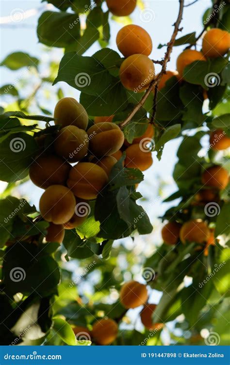 Abricots mûrs et juteux sur un abricotier