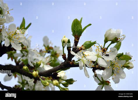 Fleurs d'abricotier Bergeron en pleine floraison