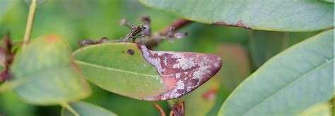 Feuilles d'abricotier atteintes de maladies