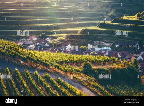 Vignobles en terrasses avec vue sur un château historique