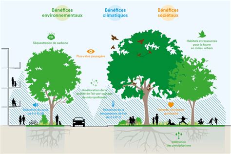 Schéma illustrant les bénéfices des arbres en ville, incluant la réduction des îlots de chaleur, la biodiversité, le stockage du carbone et l'amélioration du bien-être mental
