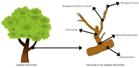 Schéma d'un arbre fruitier bien taillé avec leader central