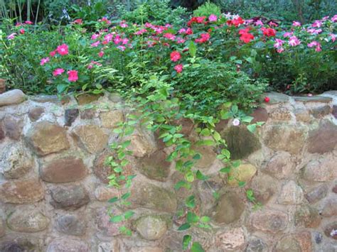 muret fleuri d'alysses