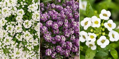 alysse des montagnes en fleur