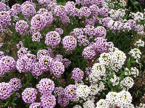 alysse odorante en pot