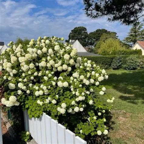 Hortensia 'Annabelle' en pleine floraison