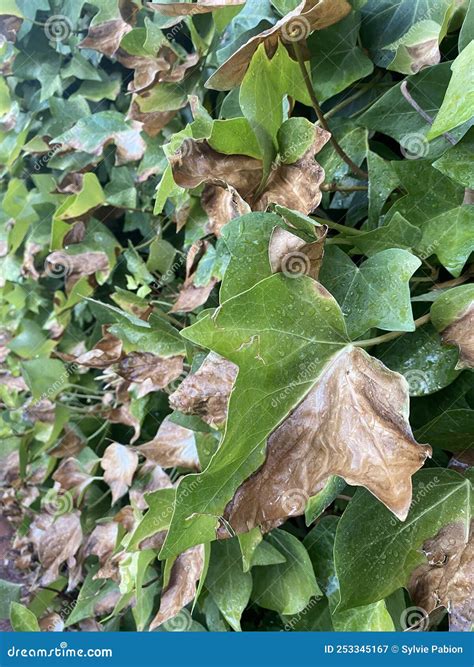 Feuilles d'hortensia brûlées par le soleil