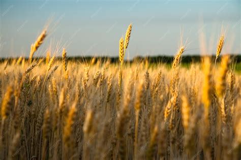 Champ de blé doré en été