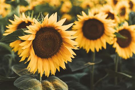 Champ de tournesols par une journée ensoleillée