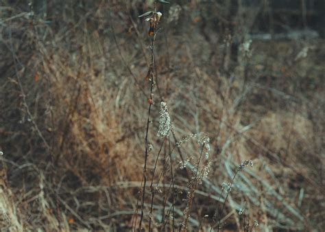 Champ avec des mauvaises herbes au premier plan