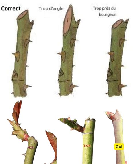 Infographie montrant les étapes de coupe des tiges en biais et le changement d'eau du vase