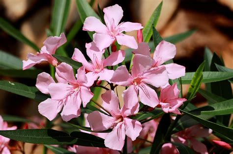 Fleurs de Laurier Rose