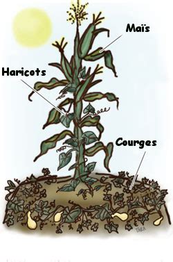 Illustration de l'association des Trois Sœurs en permaculture