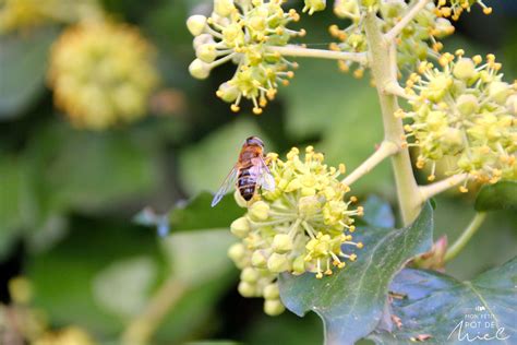 Abeille du lierre butinant une fleur de lierre