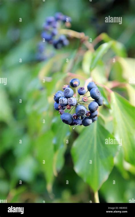 Gros plan sur les baies du lierre