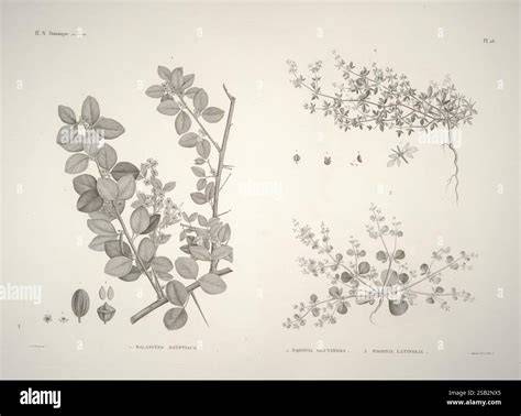 Illustration botanique montrant les différentes variétés de chèvrefeuilles