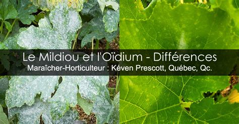 Illustration montrant la différence visuelle entre cochenilles farineuses et oïdium sur feuillage