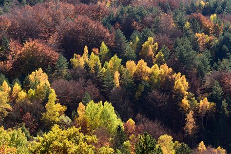 forêt de châtaigniers