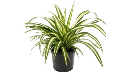 Illustration détaillée montrant la morphologie du Chlorophytum comosum avec ses feuilles arquées et ses stolons portant des plantules