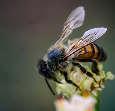 Photographie macro d'une abeille sur une fleur dans un jardin en permaculture