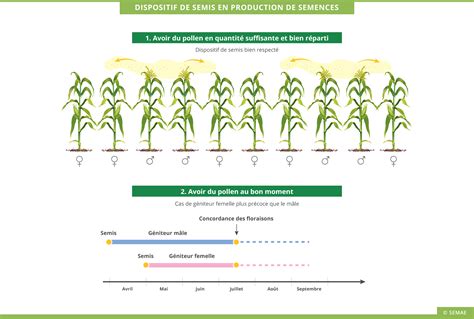 Schéma explicatif de la chaîne de production des semences : de la plante au sachet