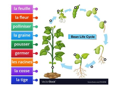 Infographie montrant le cycle de vie d'une graine non traitée