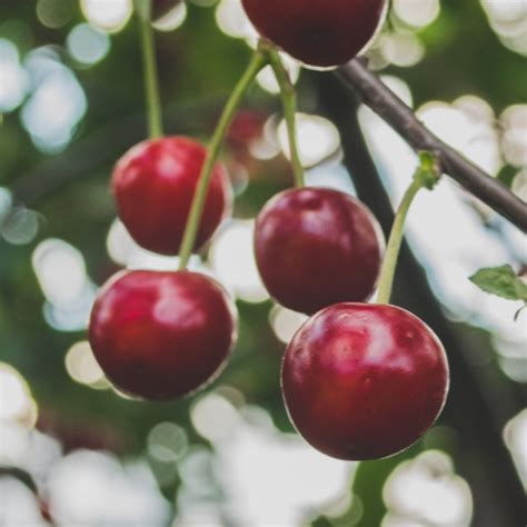 Cerises Belle du Berry
