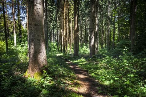 Forêt en bonne santé