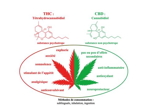 Schéma illustrant la distinction moléculaire entre le THC (psychoactif) et le CBD (non-psychoactif) au sein de la plante de chanvre.