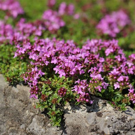 Champ de serpolet fleuri sous le soleil