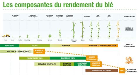 Schéma illustrant les composantes du rendement du blé : densité, fertilité, PMG