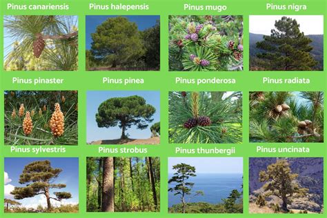 Comparaison entre différentes espèces de pins bonsaï