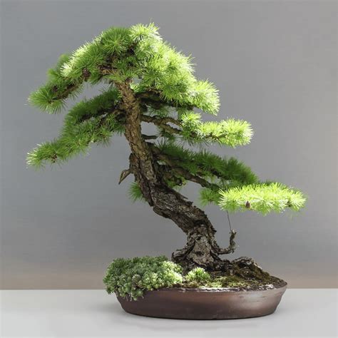 Un bonsaï de pin noir du Japon majestueux, exposé en extérieur