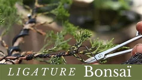 Exemple de bonsaï Cupressaceae avec ligature