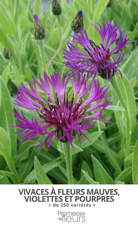Plantes à fleurs pourpres