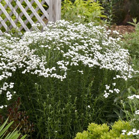 Achillea ptarmica 'Peter Cottontail'