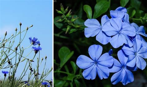 Plantes à fleurs bleues et violettes